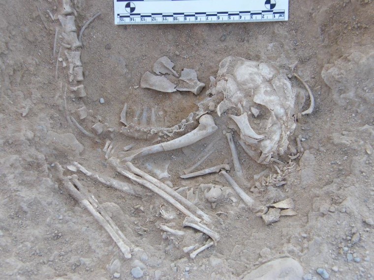 Cat skeletons found in an elite cemetery in Hierakonpolis may have been sacrified and buried as part of some religious ritual.
