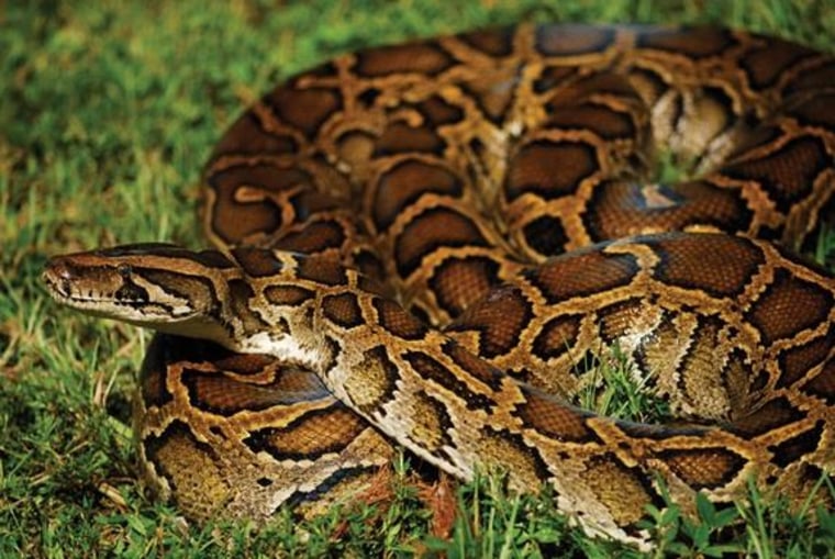 Image: Burmese python