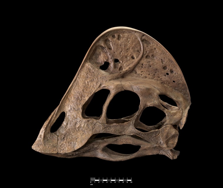 Image: A. wyliei skull