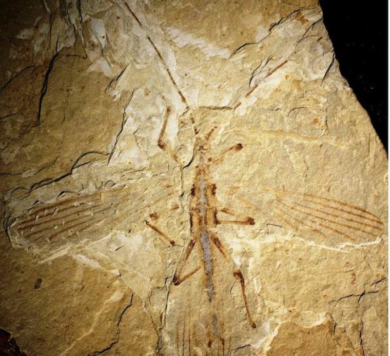 The ancient stick insect Cretophasmomima melanogramma likely used a pattern of stripes on its wings to mimic a gingko-related plant.