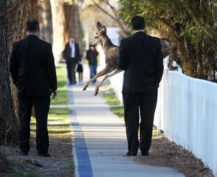 Image: A deer jumps in front of Nevada Gov. Brian Sandoval, right, while he walks to work