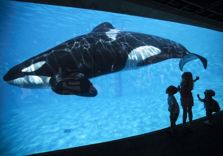 Image: Young children get a close-up view of an Orca killer whale during a visit to the animal theme park SeaWorld in San Diego, California