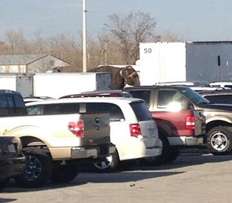 Image: Elephants escape the Shrine Circus at the Family Arena in St. Charles, Mo.