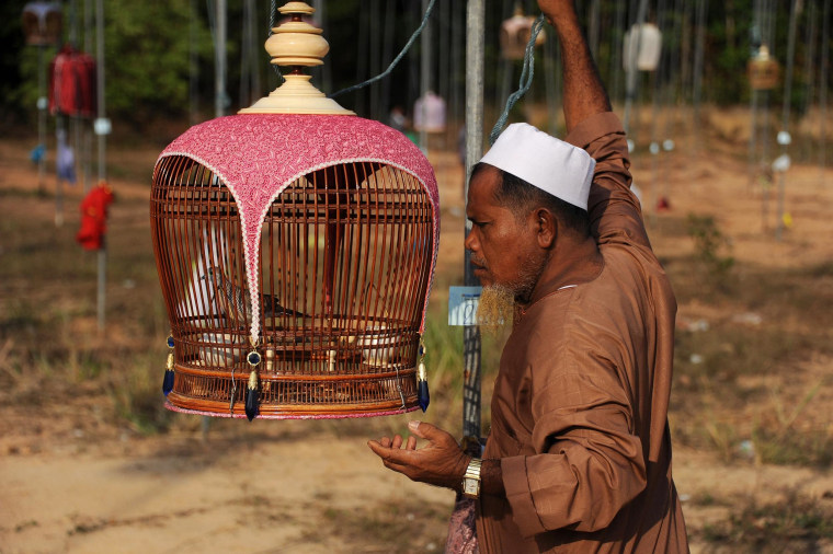 Image: A contestant displays a bird as part of a bird-singing contest