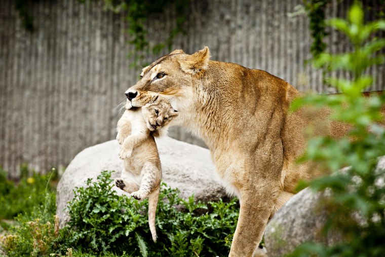 Image: A lioness carries one of her two lion cubs