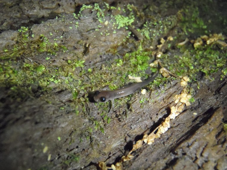 Image: Northern gray-cheeked salamander