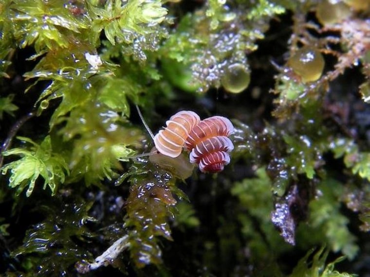 Malaysian Snail
