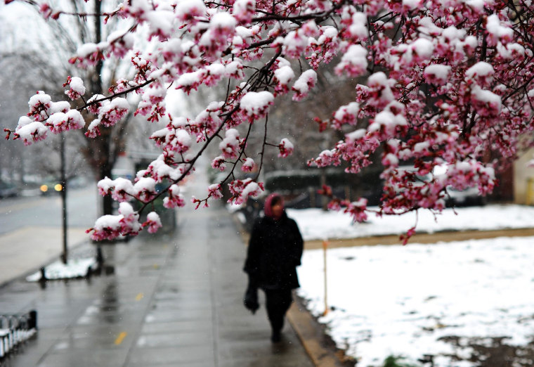 Image: A woman walks past a cherry tree covered with snow