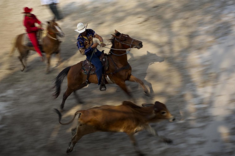 Image: Cuban cowboys compete in a steer wrestling event at the 17th annual Boyeros Cattlemen's International Fair rodeo in Havana