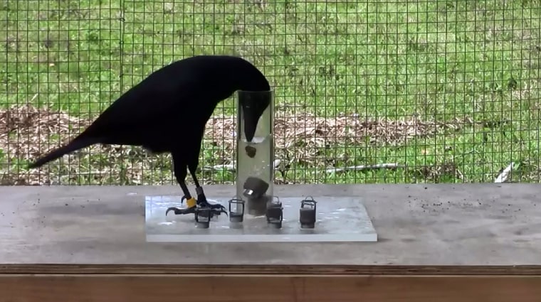 Image: A crow displaces water with an object