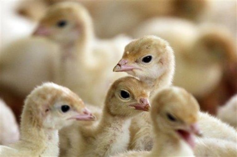 Poults raised without the use of antibiotics are seen at David Martin's turkey farm in Lebanon, Pa.