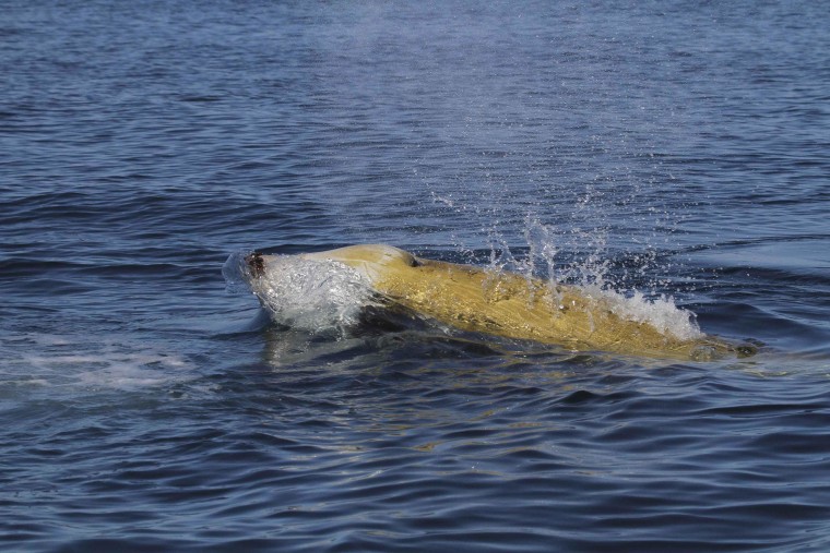 Image: Cuvier's beaked whale
