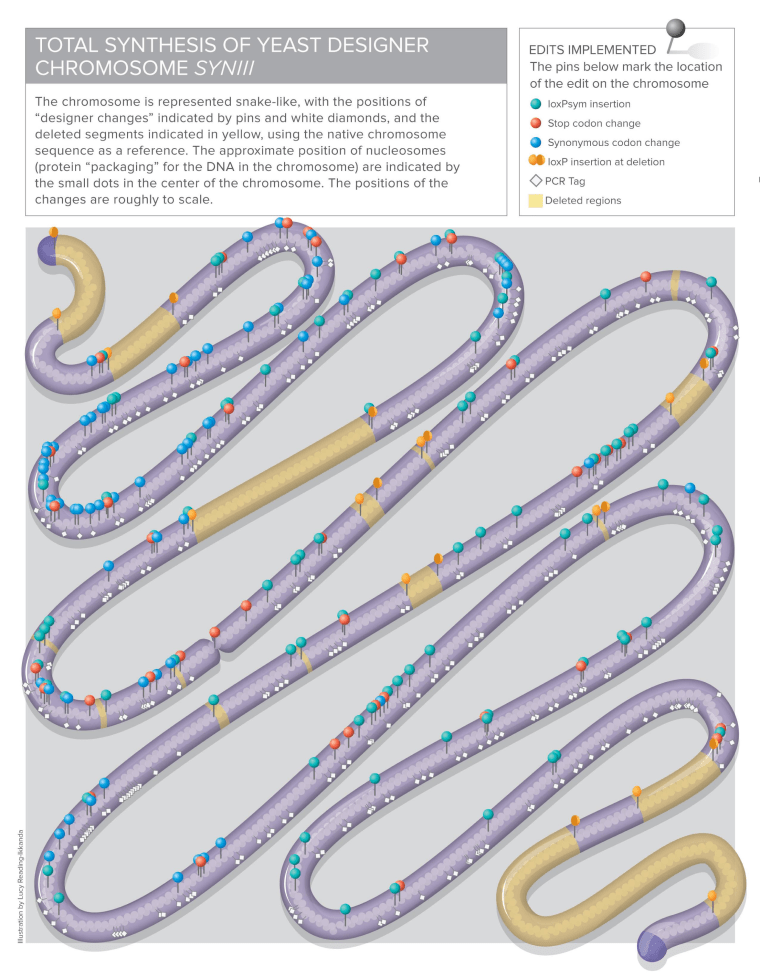 Image: Synthesis of yeast chromosome