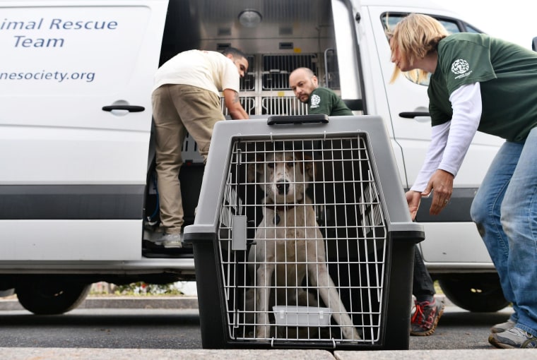 Image: Washington Animal Rescue League staff unload stray dogs from Sochi, Russia, at the league's shelter in Washington, D.C.