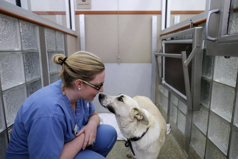 Image: Washington Animal Rescue League Intake Director Maureen Sosa visits with a stray dog from Sochi, Russia, inside its 'doggie den' at the league's shelter