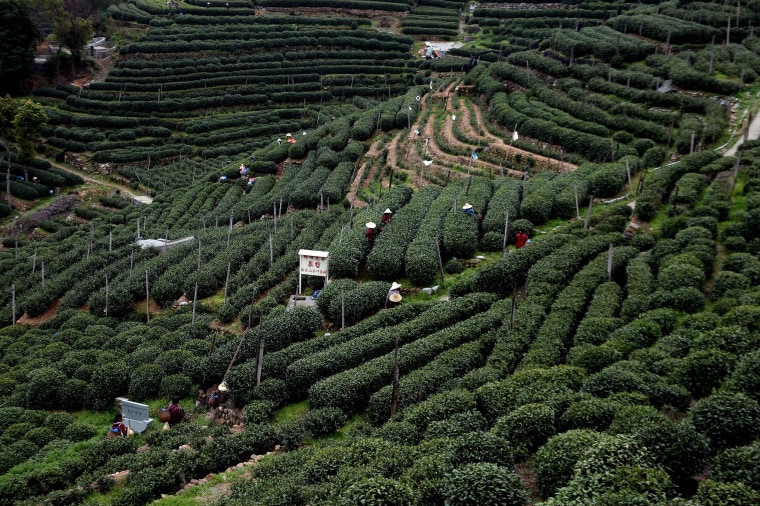 Image: Season Of Longjing Tea-Picking In Hangzhou