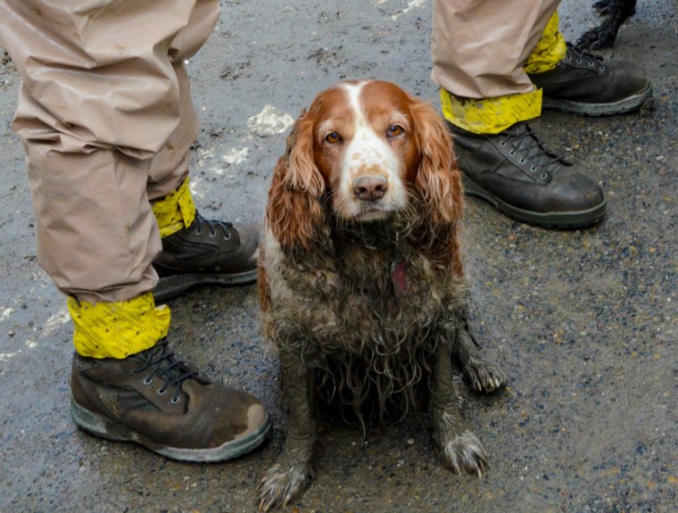 Image: A search dog waits by the feet of Washington National Guardsmen to be washed after working the debris field created by the Oso mudslide