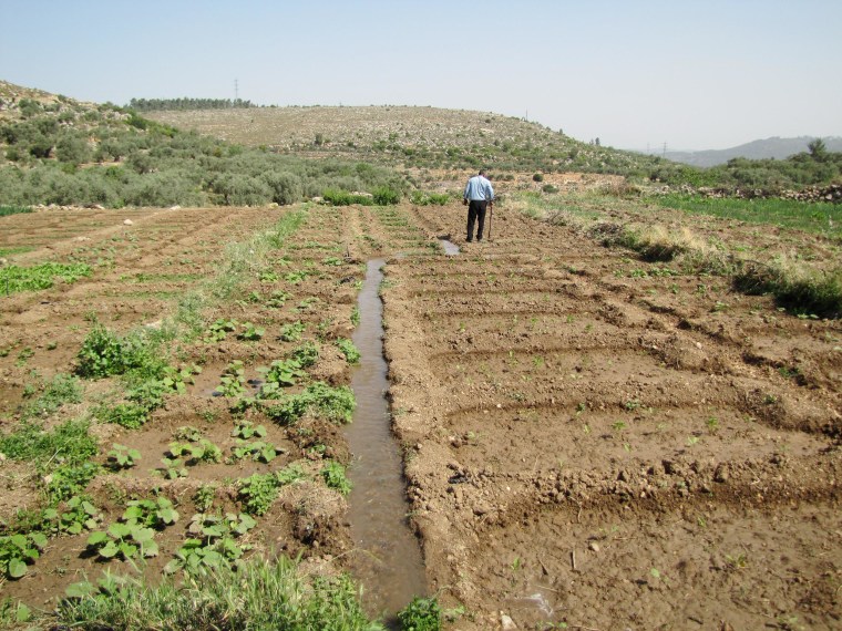 Image: A man walks through a field at the  Kfar Etzion Field School in the Wadi Fukin