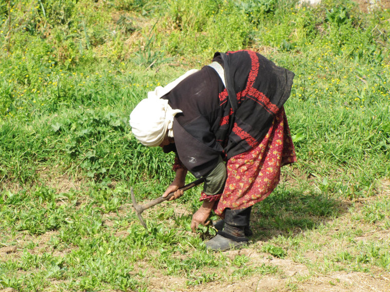 Image: A worker at the Kfar Etzion Field School in Wadi Fukin