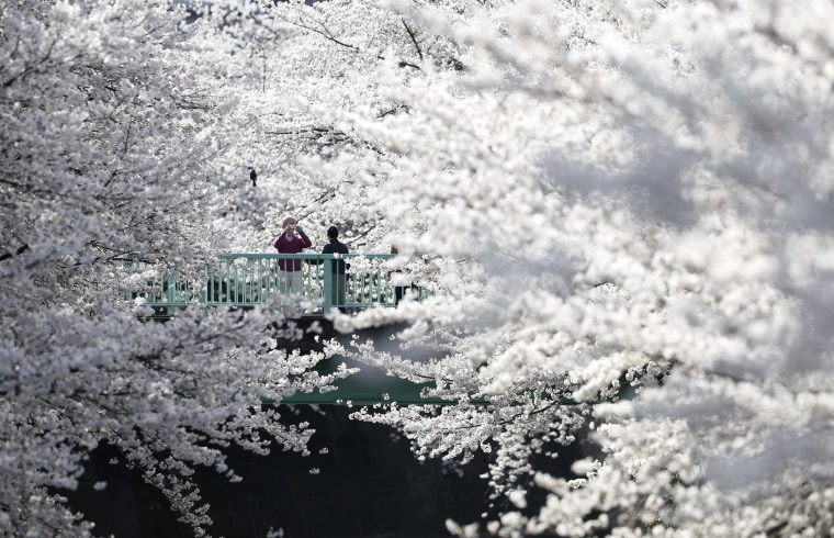 A man takes a picture of a woman with cherry blossoms in full bloom in Tokyo on March 31, 2014.