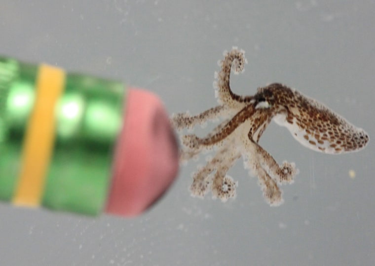 Image: Pygmy octopus