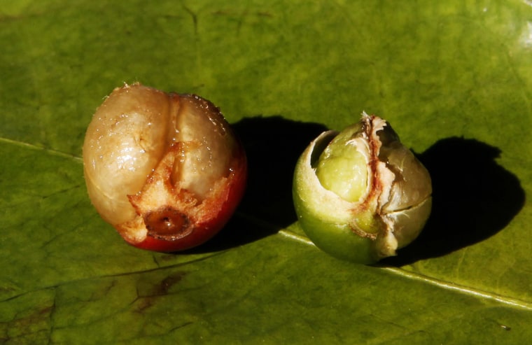 Image: A fully formed coffee berry is pictured next to a damaged berry due to drought, in a coffee farm in Santo Antonio do Jardim