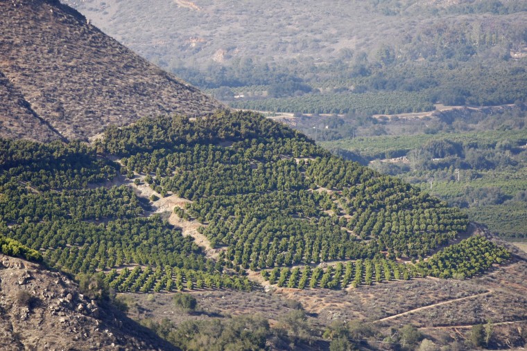 Image:  Avocado trees grow on steep hillsides at a farm in Pauma Valley