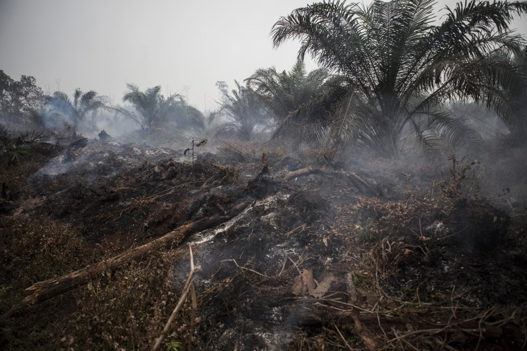 Image: Fire burns a palm oil plantation on March 1, 2014 in Siak, Riau, Indonesia