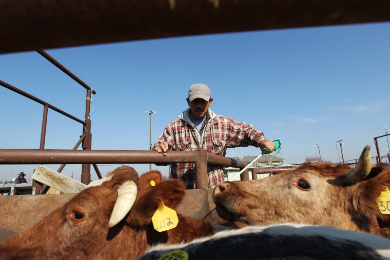 Image: A cowboy moves cattle at Visalia Livestock Market where they are being auctioned off at four- to five-times the usual rate