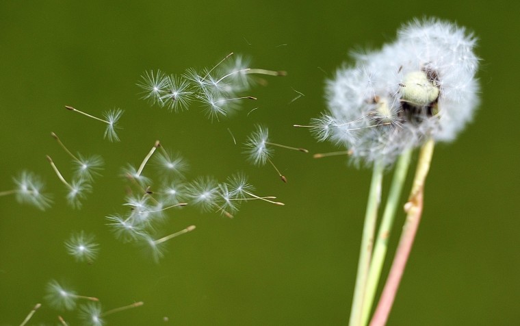 Dandelion seeds blow in the wind