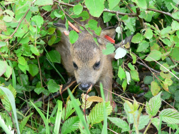 Image: Baby deer