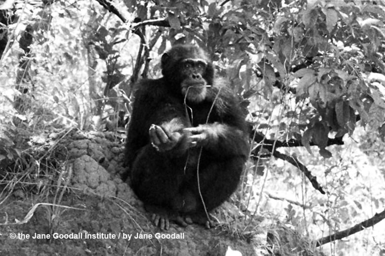 First photo ever taken of a chimpanzee using a tool to fish for termites. David Greybeard in Gombe Stream Chimpanzee Reserve, 1960.