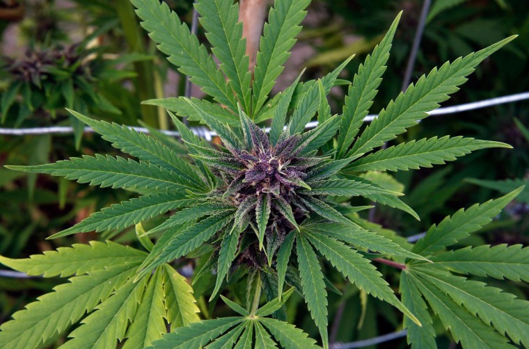 Image: A marijuana plant grows at the River Rock marijuana growing facility in Denver