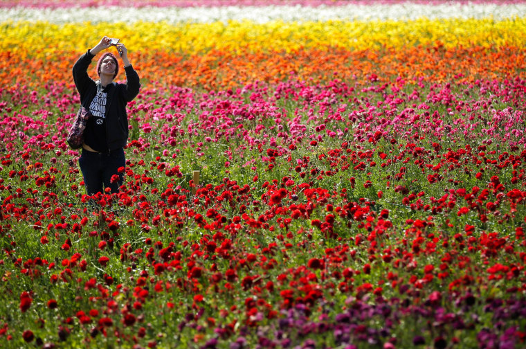 Image: Emily Herren takes a picture with her phone as she visits the Flower Fields