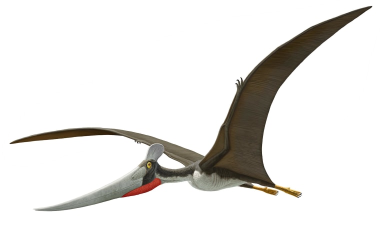 Let's learn about pterosaurs