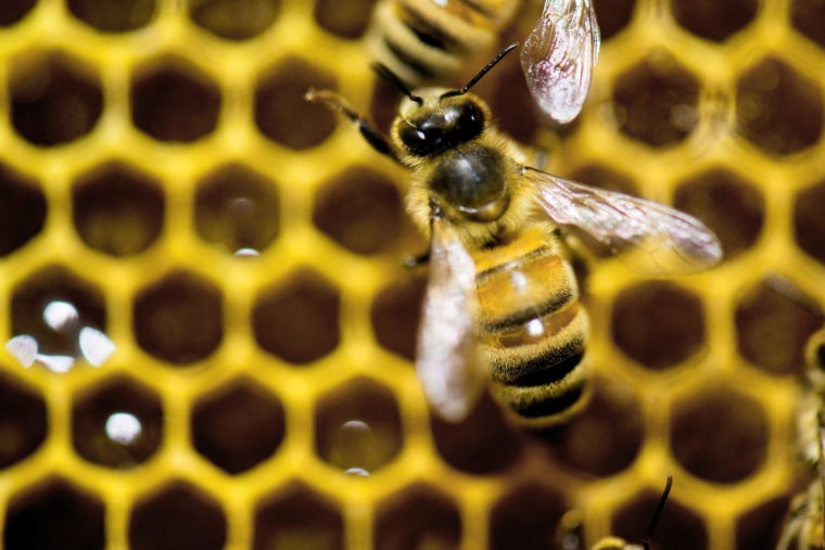 Only honey made by this busy bee and his hive-mates -- without added sugar or corn syrup -- can be labeled pure, the FDA says.