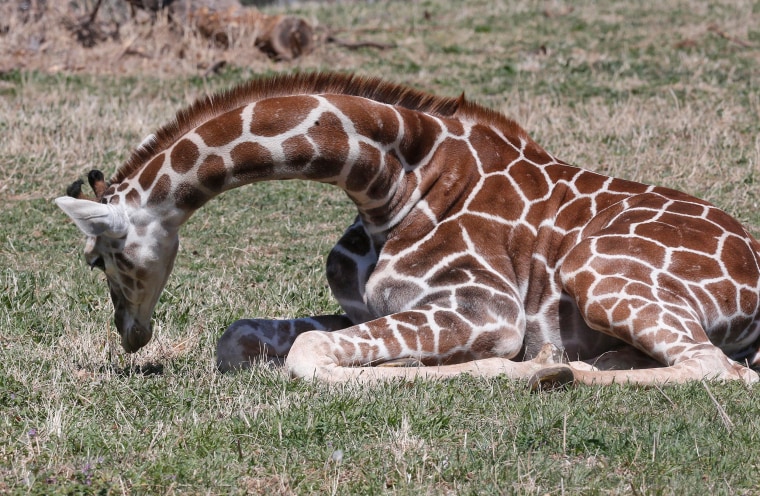 Image: Six-month-old Kyah, a giraffe at the Oklahoma City Zoo