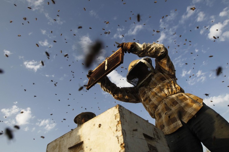 Beekeeper Ibrahem Shurab inspects a rack of honey-bees on Wednesday at his farm in Khan Yunis, located in the southern Gaza Strip near the Israeli border