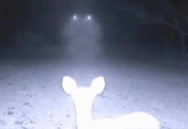 Image: Deer cam`