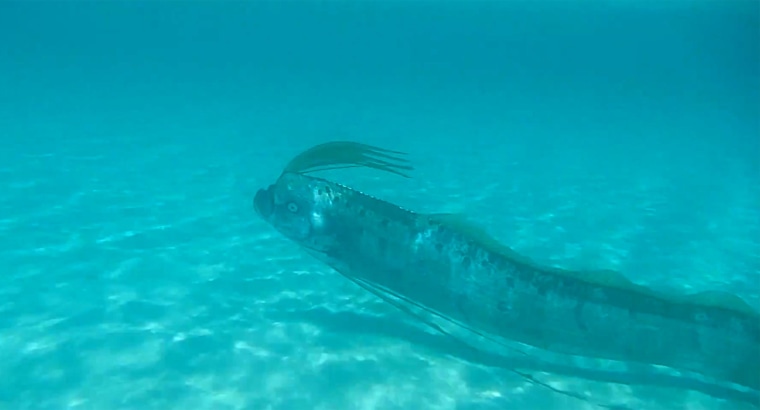 Image: An oarfish swims