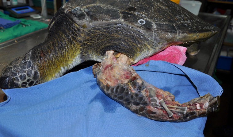 Freedom in the operating theater prior to having his necrotic fins amputated by vets.