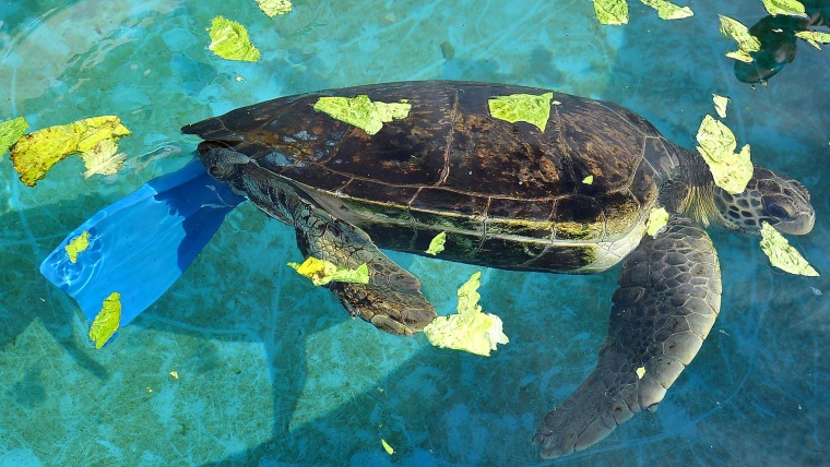 Freedom, an endangered Green turtle, swimming with the aid of a diver's fin, the first attempt Israel's Turtle Rescue Center made at giving him a prosthetic. It didn't work.