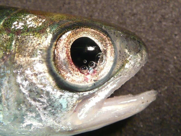 Image: A fish with bubbles in the eye caused by trauma.