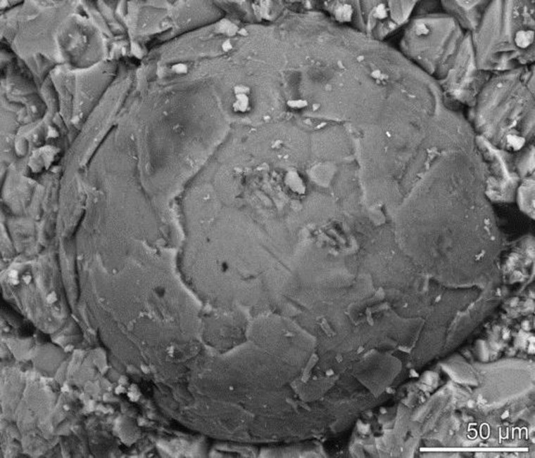 A Cambrian embryo fossil exposed by acid etching on rock. The polygonal pattern suggests that the embryo was in the multicellular blastula stage of development.