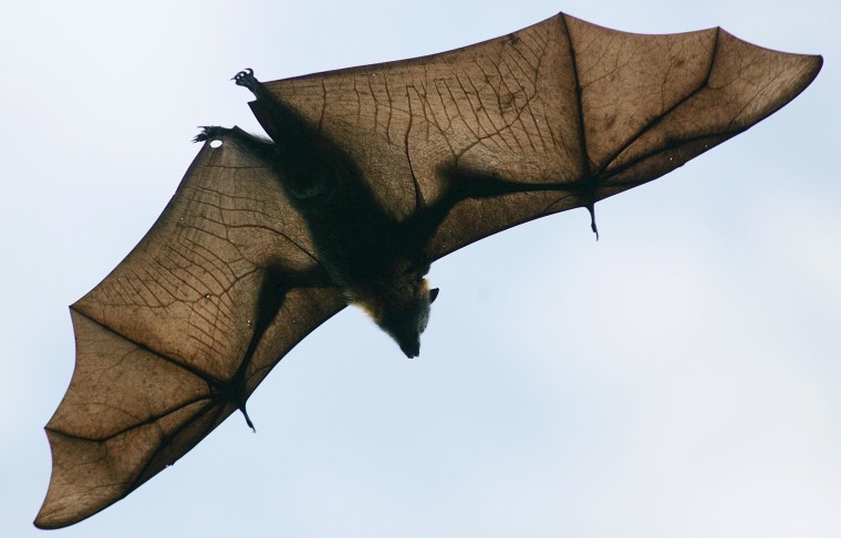 Image: A Grey-Headed Flying Fox flies through the air