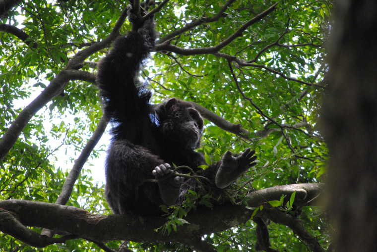 Image: Ugandan chimp