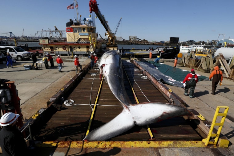 Image: An over 55-foot long finback whale sits on a dry dock