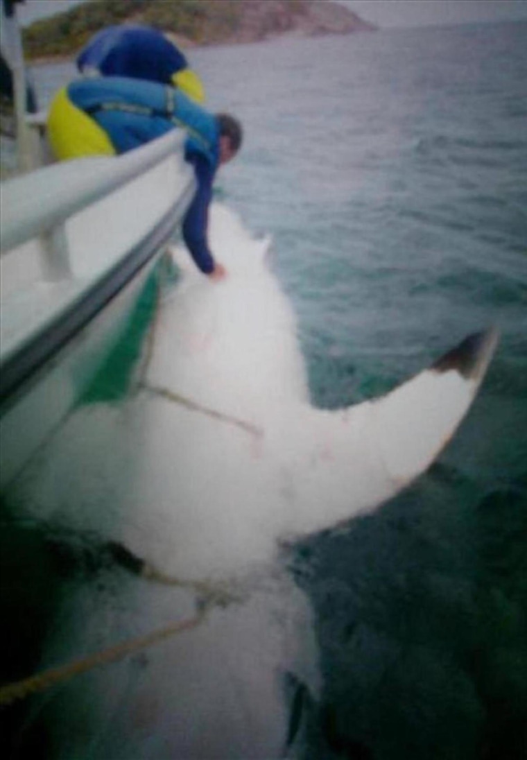 "Joan of Shark" is the largest great white shark ever tagged.