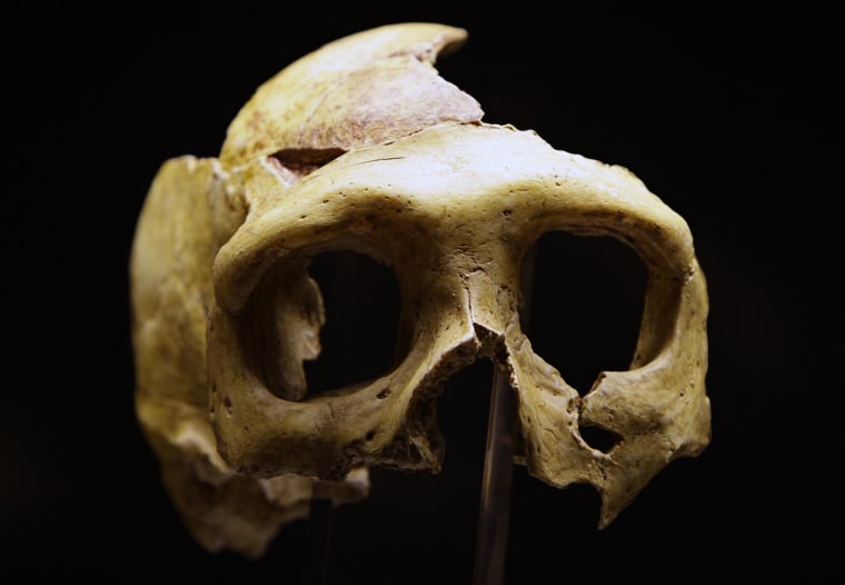 Image: Replica of Neanderthal skull