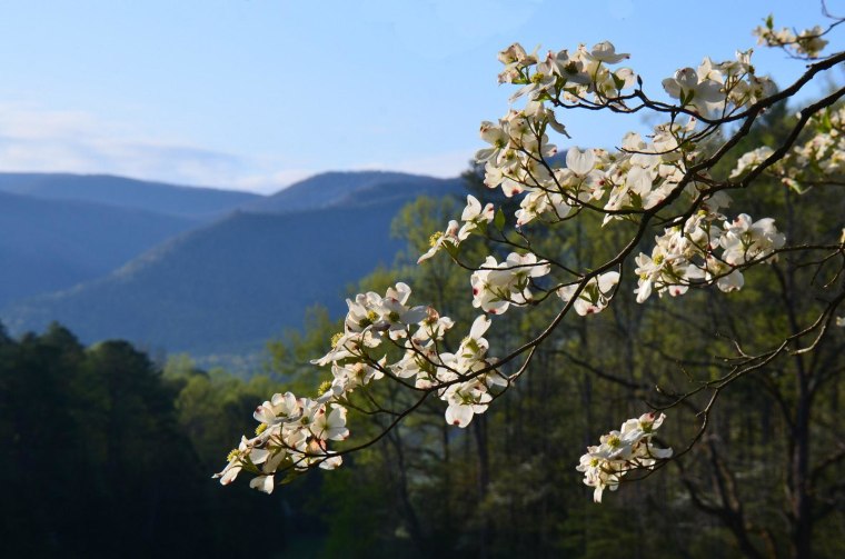 Image: dogwood bloom
